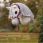 LeMieux Hobby Horse Vogue Headcollar & Leadrope