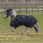 Bucas Irish Turnout Light 50G Pony