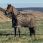 Lemieux Arika 600D Winter Rug 200G Alpine