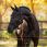 LeMieux Headcollar Essence Black
