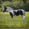 Norton Bareback Pad Riding Mat Chocolate