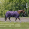 Equithème Turnout Rug Tyrex Aisance 600D 0g