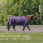 Equithème Turnout Rug Tyrex Aisance 600D 50g