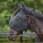 Weatherbeeta Fly Mask ComFiTec Double Dart Deluxe With Ears