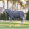 Rhino Turnout HexStop Plus 0g Pony
