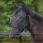 Weatherbeeta Fly Mask ComFiTec Double Dart Deluxe With Ears And Nose