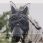 Kentucky fly mask with ears and nose 