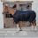 Kentucky Turnout Rug All Weather Waterproof Comfort