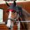 Horseware Therapy Cap LED Red Light