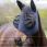 Lemieux Bug Relief Fly Mask-Jay Blue-Cob