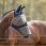 Lemieux Fly Mask