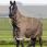 Lemieux Arika 600D Winter Rug Alpine 100G