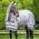 Lemieux Sweet Itch Rug Kudos Shower Pro