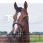 Lj leathers bridle new pro