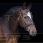 LJ Leathers Dressage bridle Stellux Rolled Leather