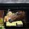 LeMieux Plush Horse Toy Lion