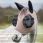 Lemieux Bug Relief Fly Mask-Walnut-Extra full