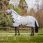 Amigo Mio Fly Rug
