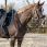 QHP Thiedeman Rein Set Horse