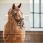Nibago Bridle Zhivago