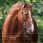 NIBAGO WORKING BRIDLE brown size COB