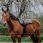 Norton Bareback Riding Mat Kiowa