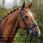 Presteq Stang & Trens Hoofdstel Shine