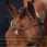 Presteq Browband ShineBright 