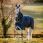 Rambo Turnout Duo Force 2.0 Navy/Teal