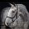 Rambo micklem headcollar