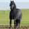 Rambo staldeken blauw 200 gram
