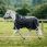 Rambo Wug Lite Black