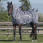 Riding World Sweet-Itch Rug
