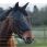 Equilibrium Net Relief Riding Mask