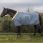 Kentucky Show Rug