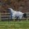 Bucas Sweet-Itch X Light Big Neck