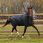 Horseware Turnout Trot Plus 350g