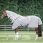 Dominick Fly Rug + Hood