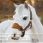 Lemieux Vogue Headcollar & leadrope Mini