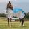 Weatherbeeta Rug Dual Shield ComFiTec-125 | 175 cm