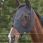 Weatherbeeta Flymask Deluxe Bug Eye Groen