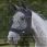 Weatherbeeta Flymask Deluxe Eye Saver + Ears