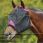 Weatherbeeta Flymask Comfitec Deluxe 