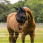 Weatherbeeta Fly Mask ComFiTec Double Dart Deluxe With Ears