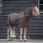 Bucas Irish Turnout Light + Neck Black