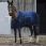 Equitheme Stable Sheet Classic
