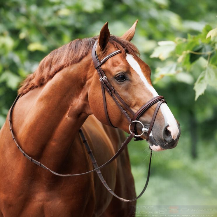 Nibago Hoofdstel Jumping