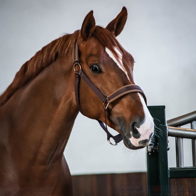 Bucas Halster Comfort