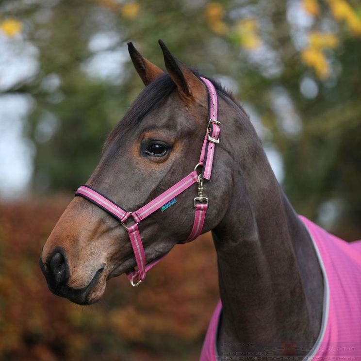 Bucas Headcollar Dublin Raspberry