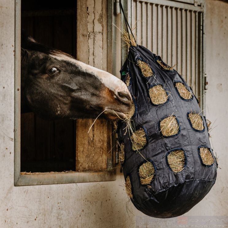 Hippotonic Slowfeeder with Holes